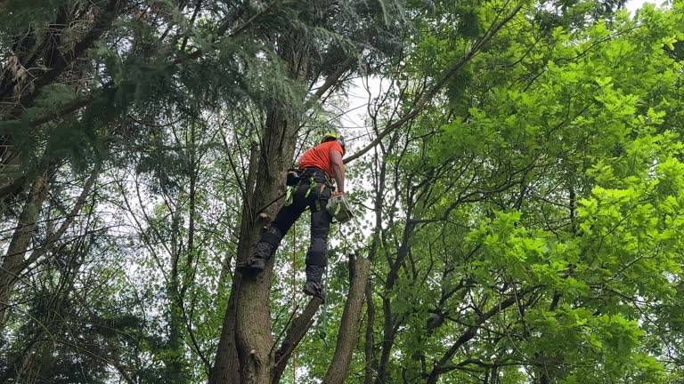 Best Storm Damage Tree Cleanup  in Littlestown, PA